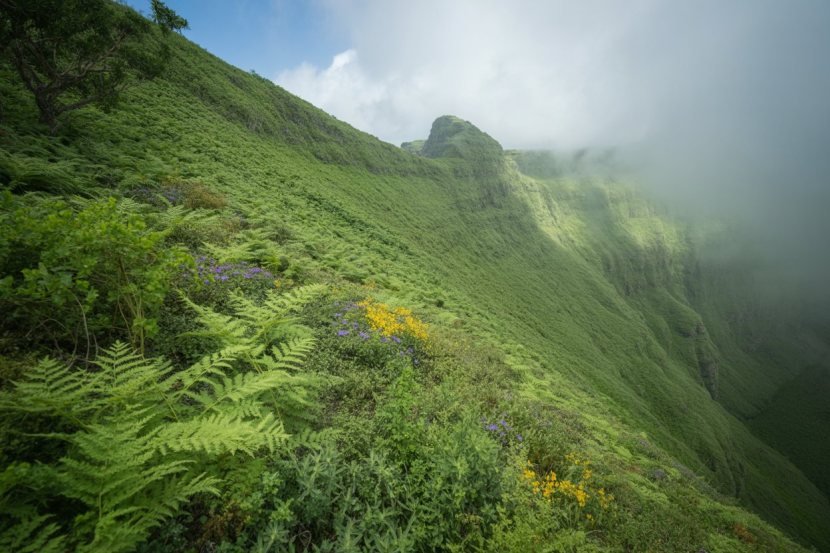 Khareef Green Forest