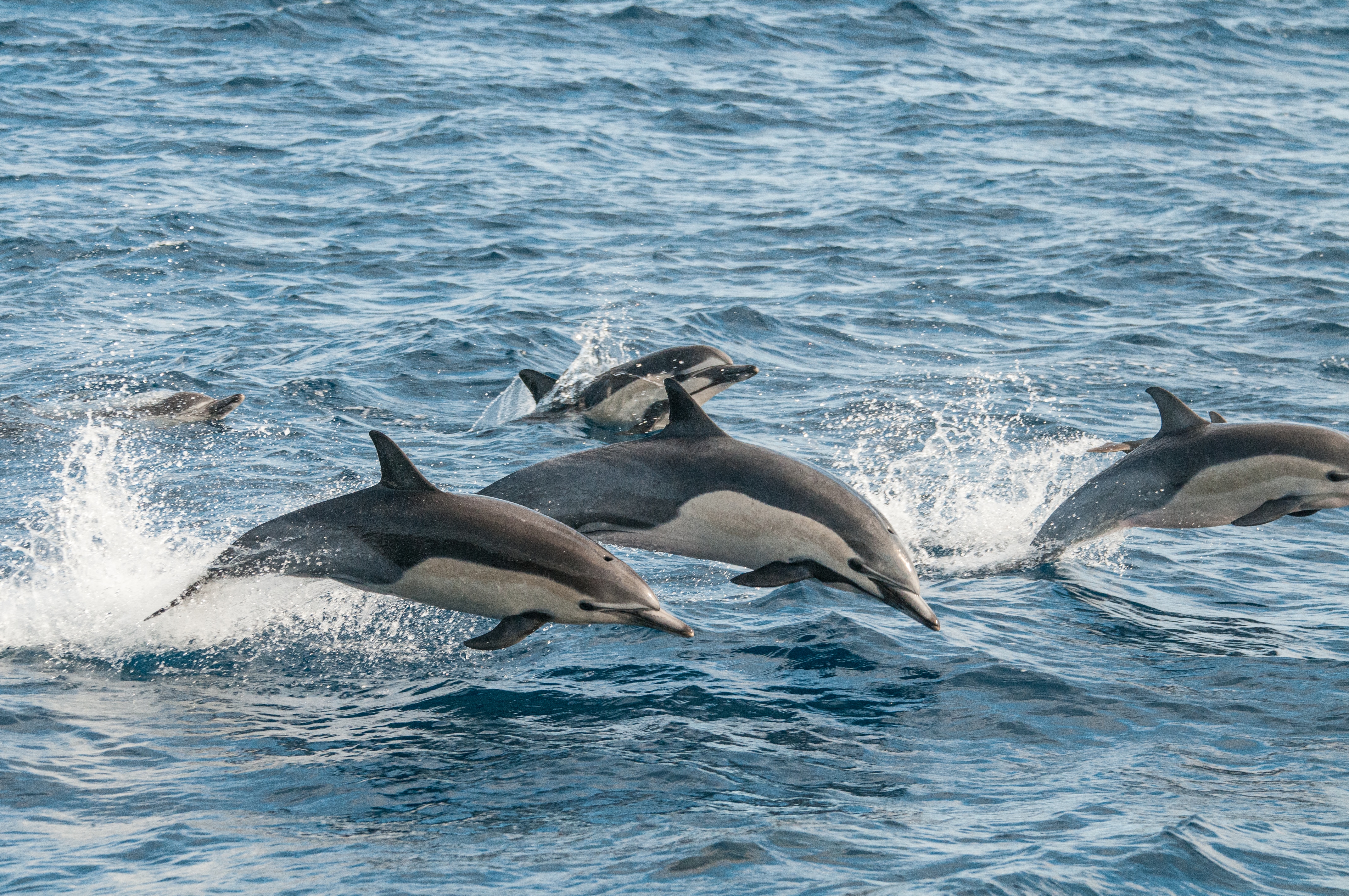 Wild Dolphin Encounters