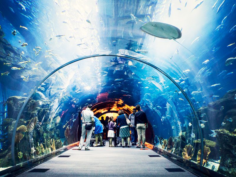 Lost Chamber Aquarium